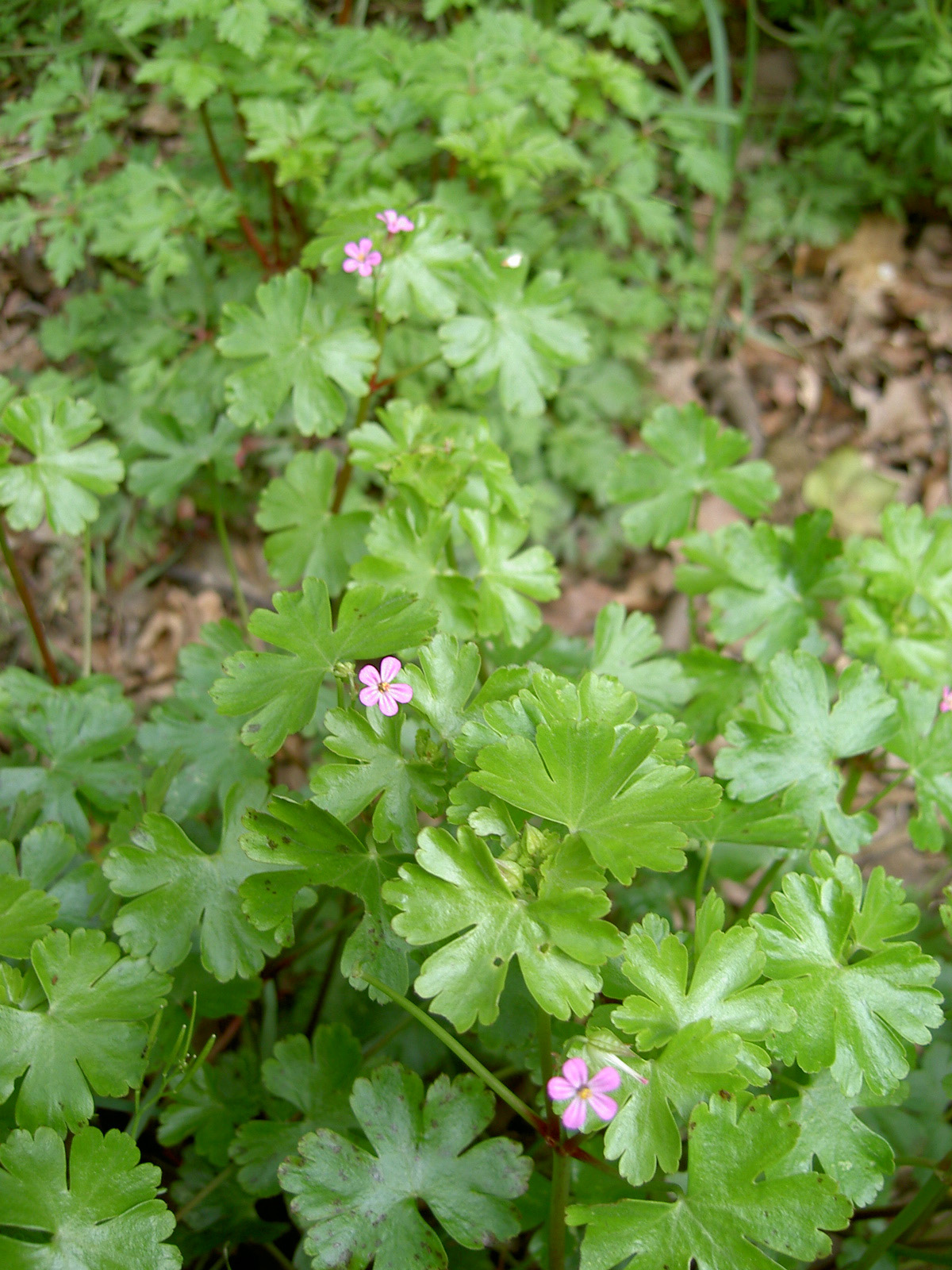Shining cranesbill or shining geranium o