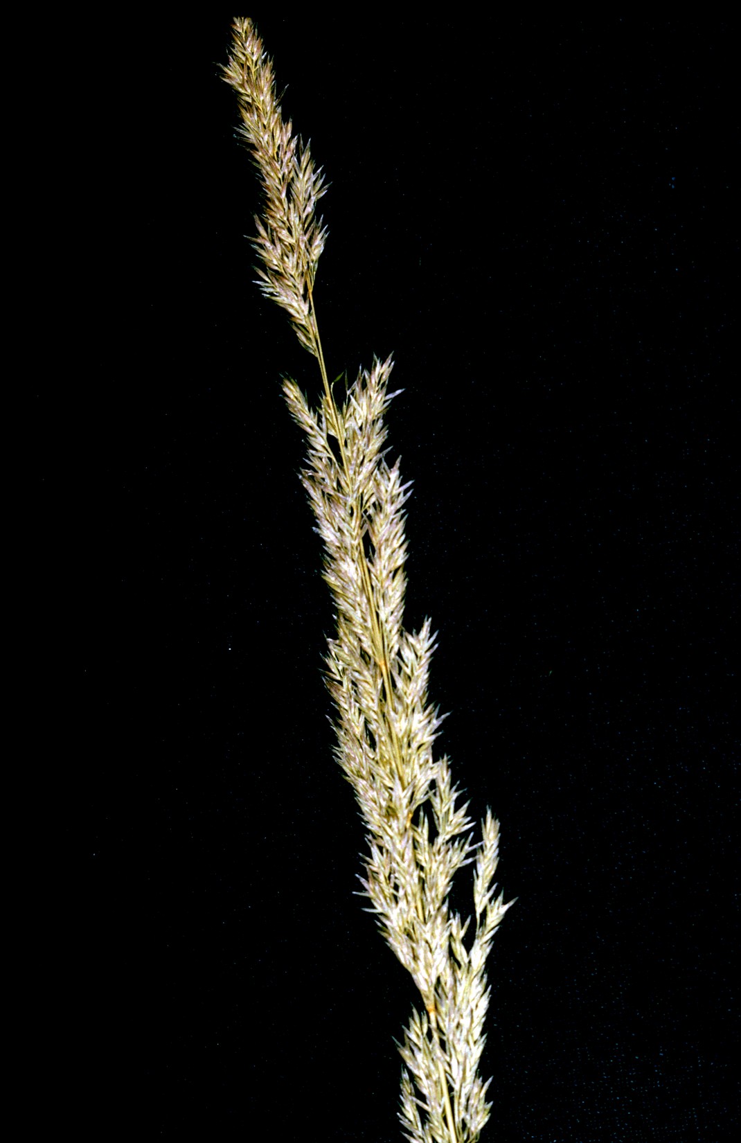 Agrostis exarata