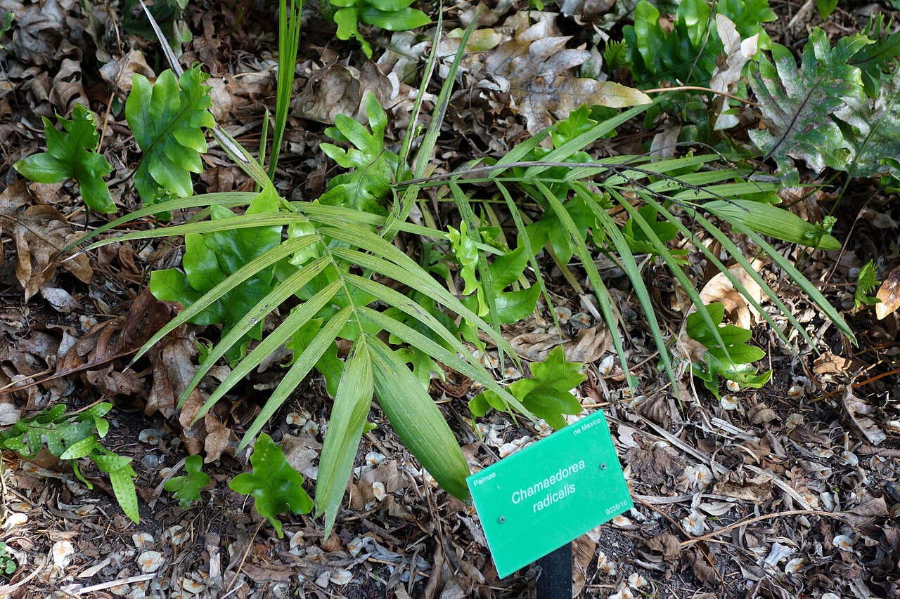 Chamaedorea radicalis
