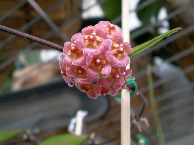 Hoya davidcummingii