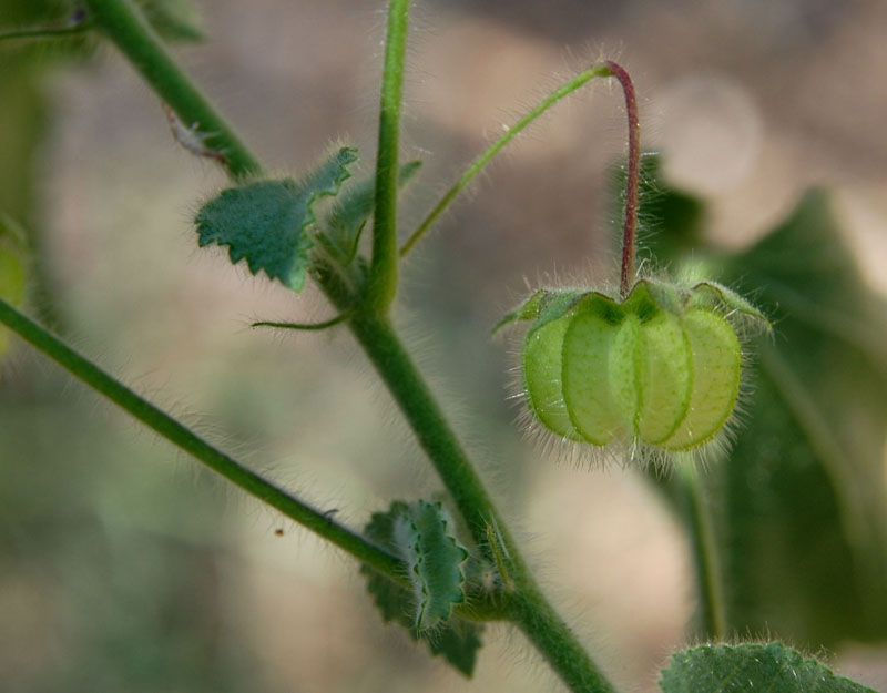 Herissantia crispa