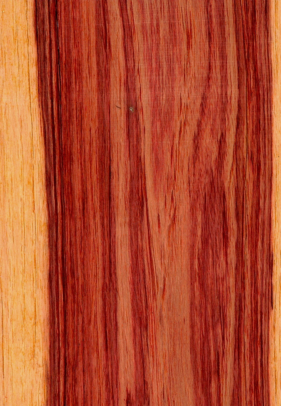 Dalbergia decipularis