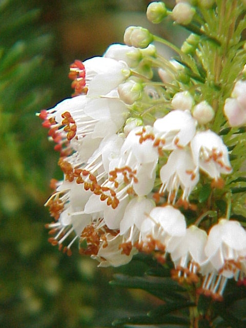 Erica vagans