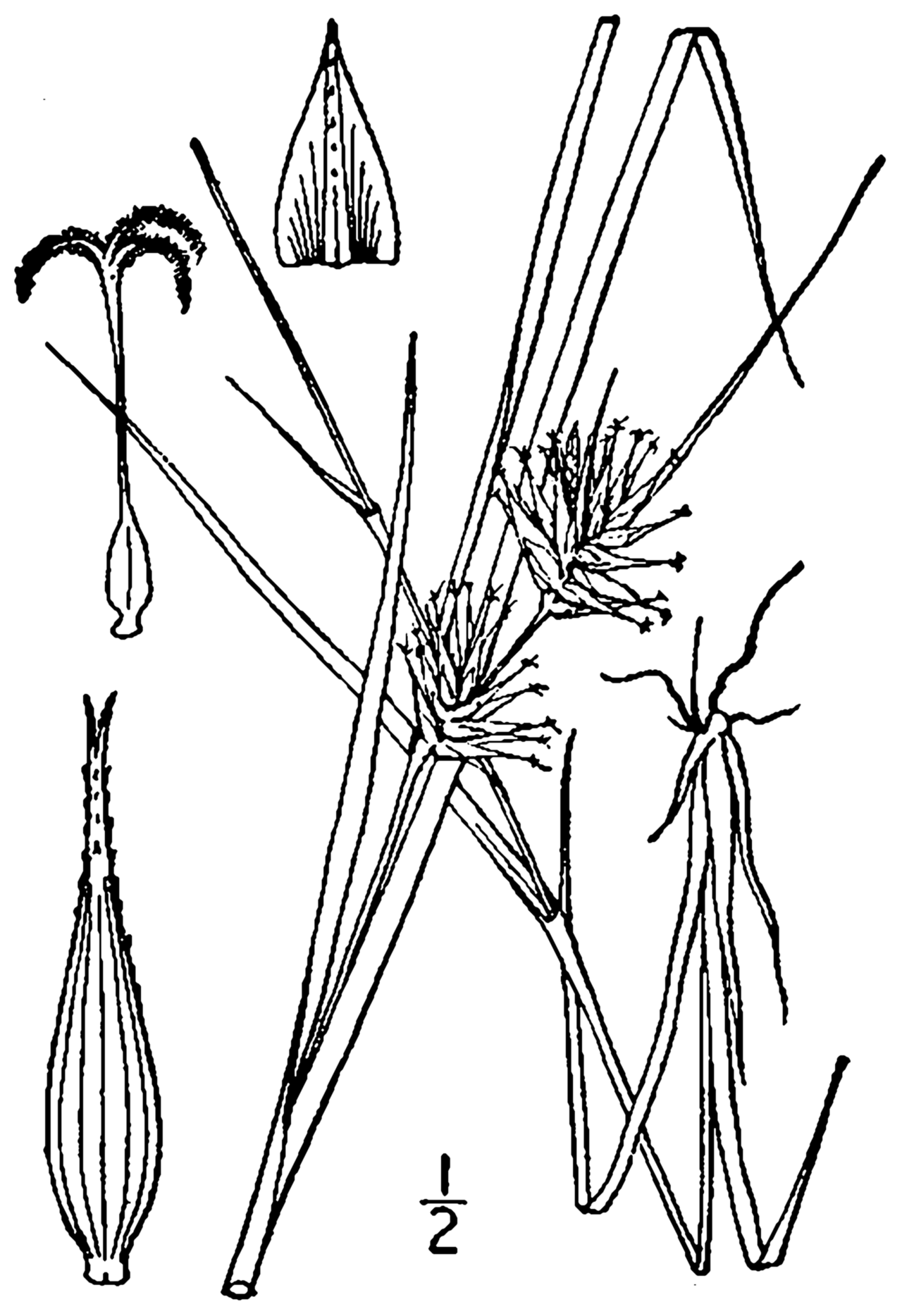 Michaux's sedge