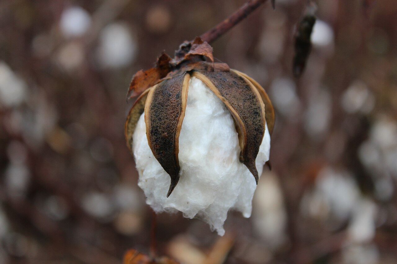 Upland cotton or Mexican cotton
