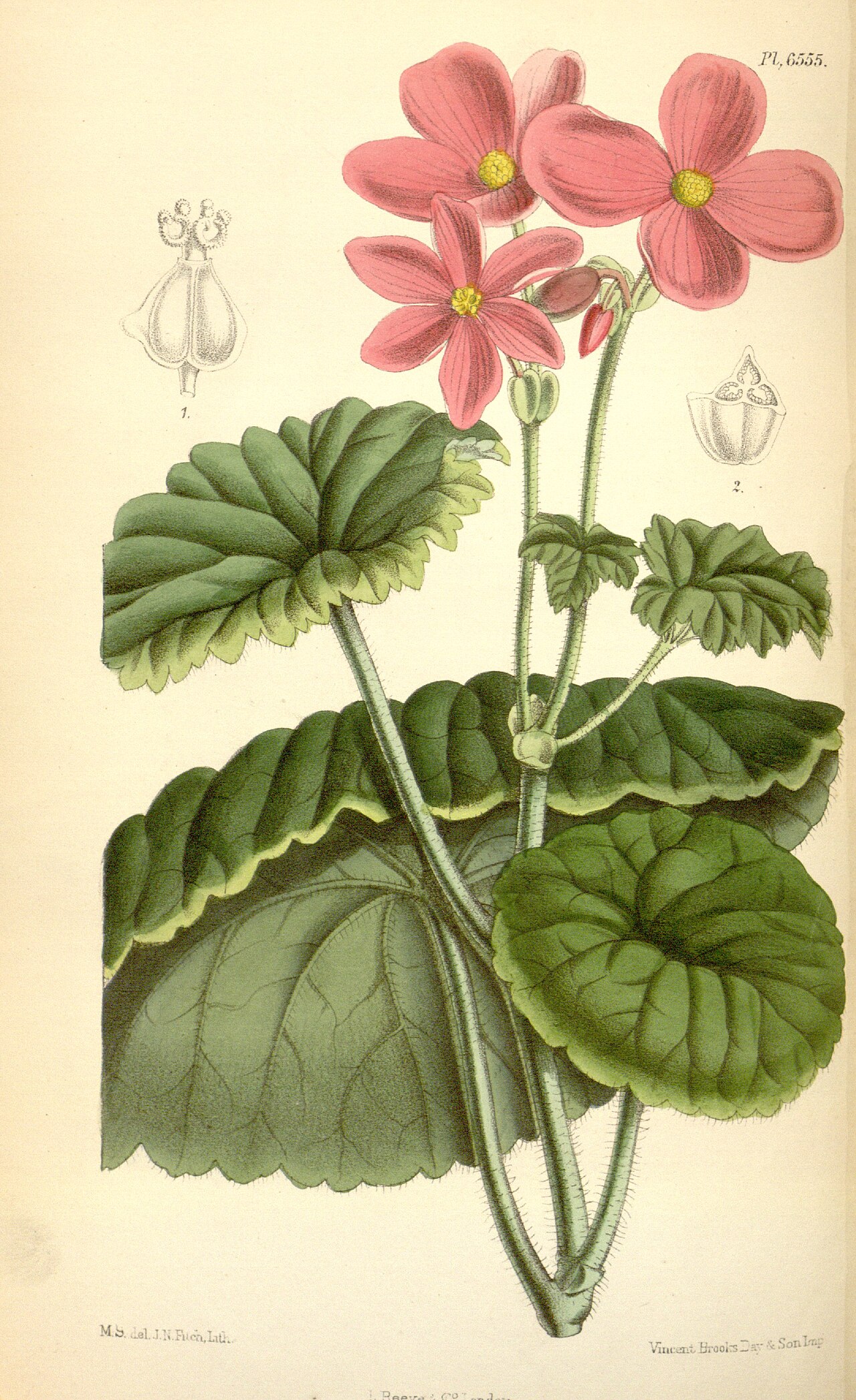 Begonia socotrana