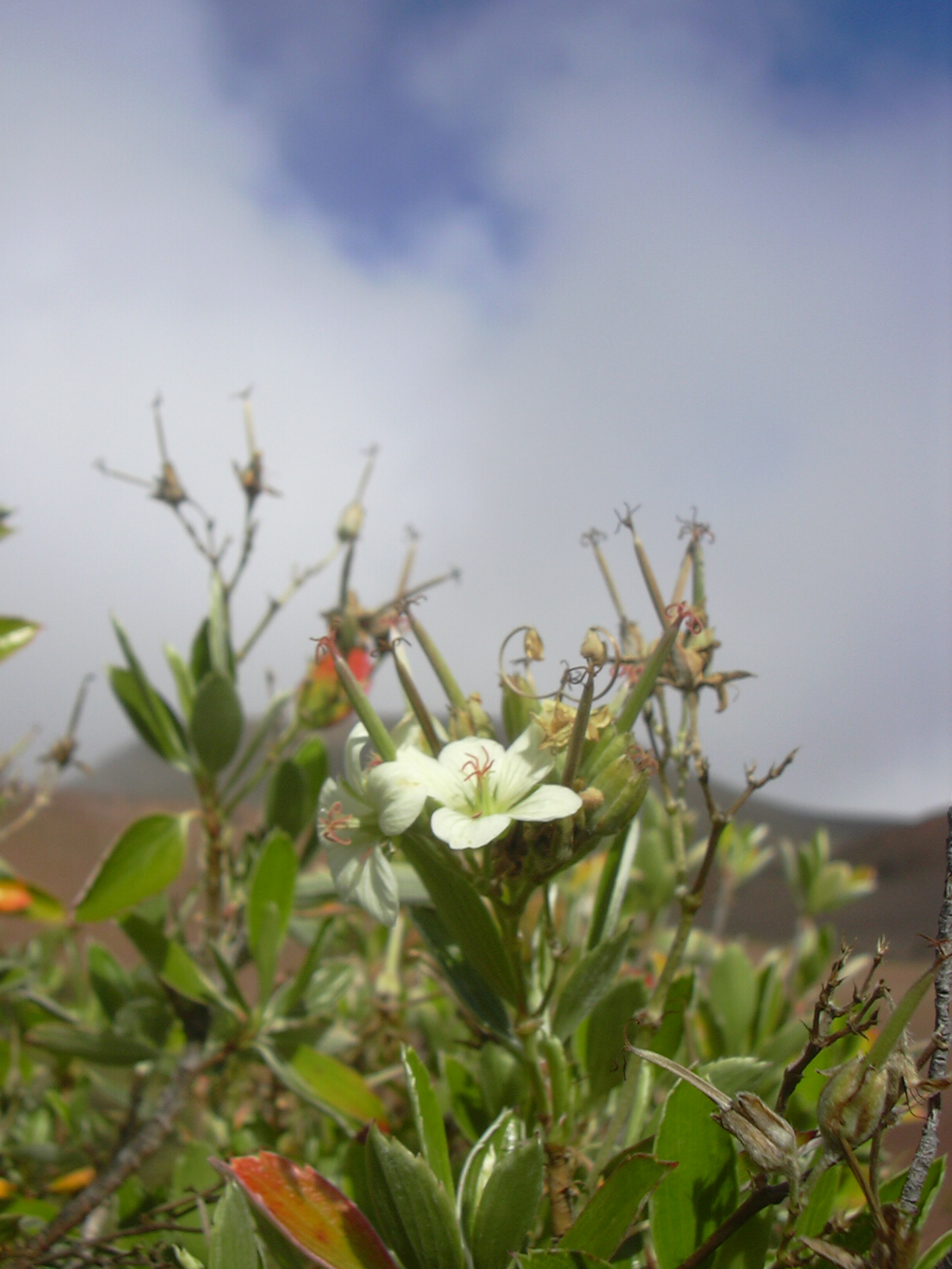 Geranium multiflorum
