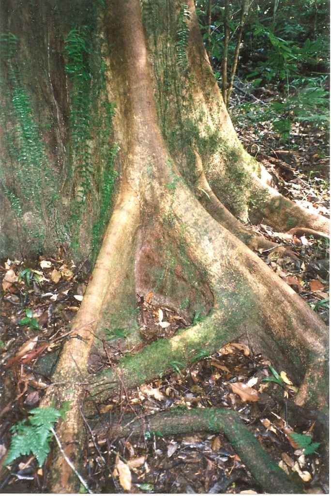 Geissois benthamiana