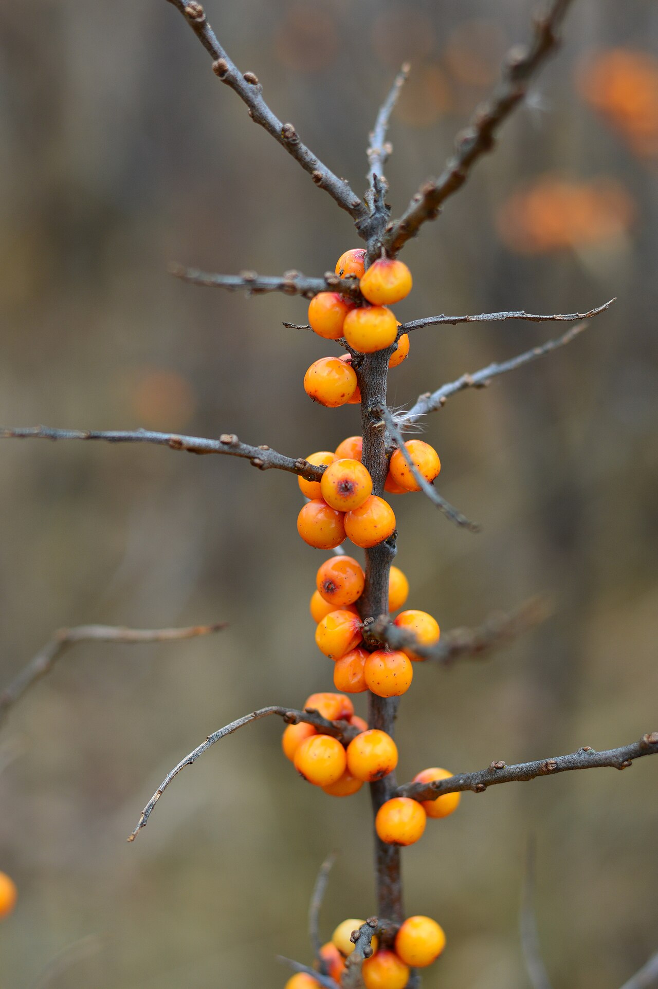 Willow-leaved sea buckthorn
