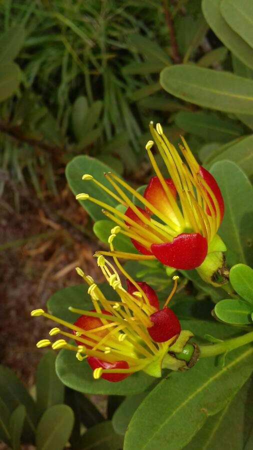Xanthostemon aurantiacus