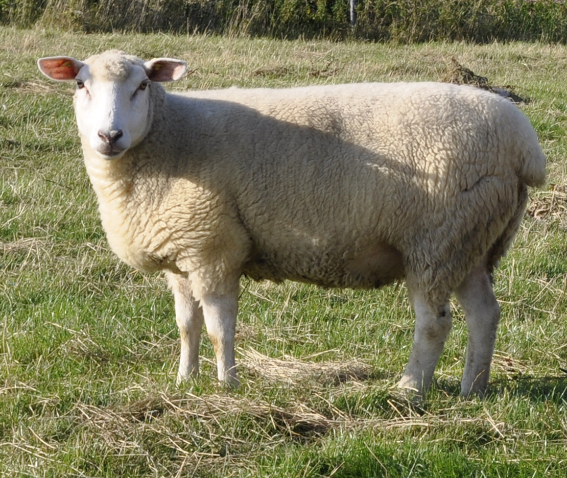German Whiteheaded Mutton