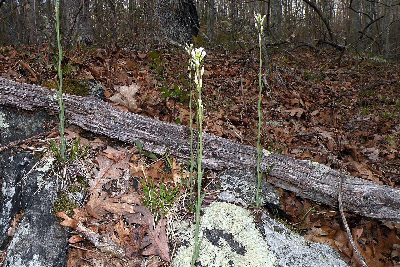 Boechera hastatula