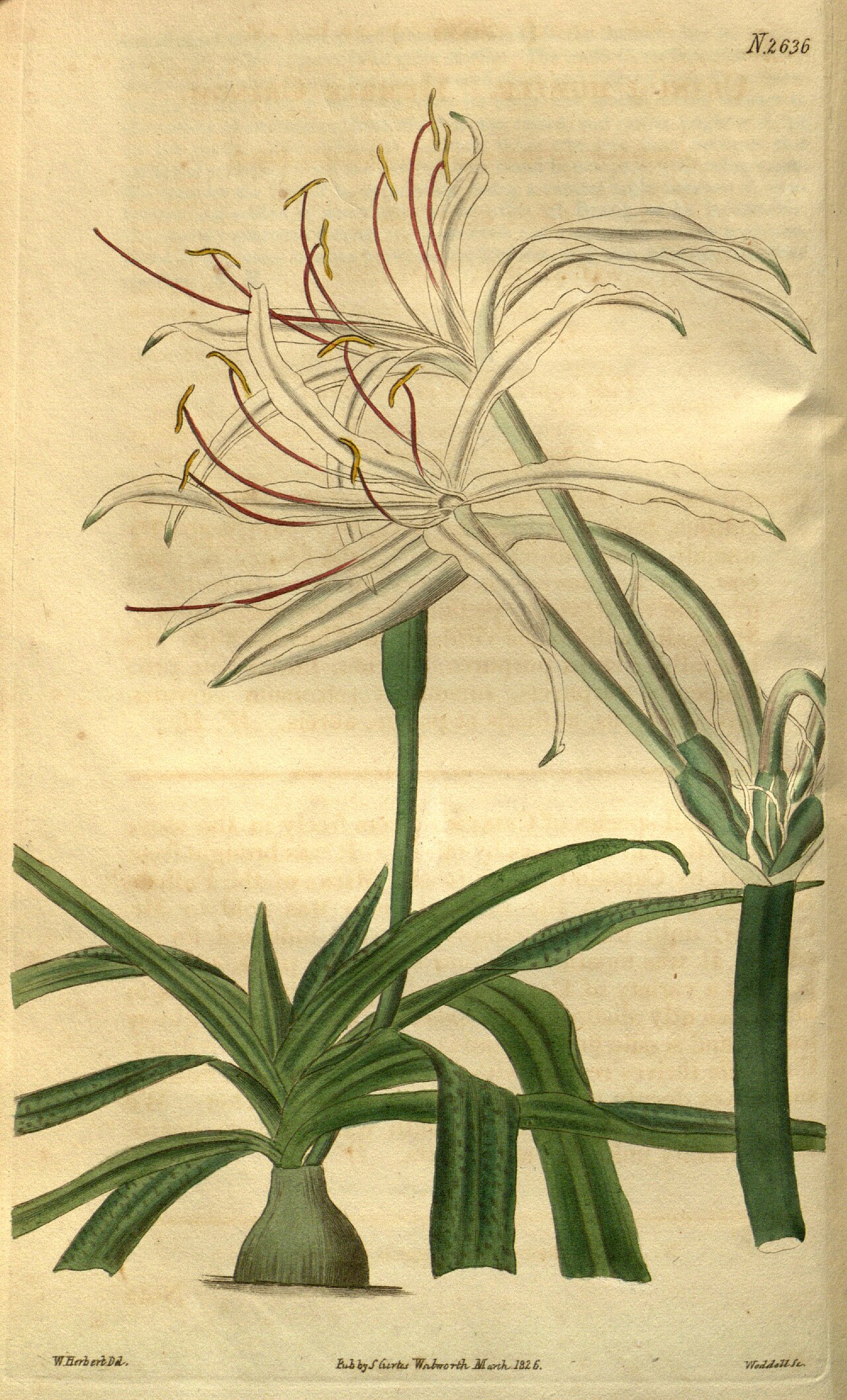 Crinum humile