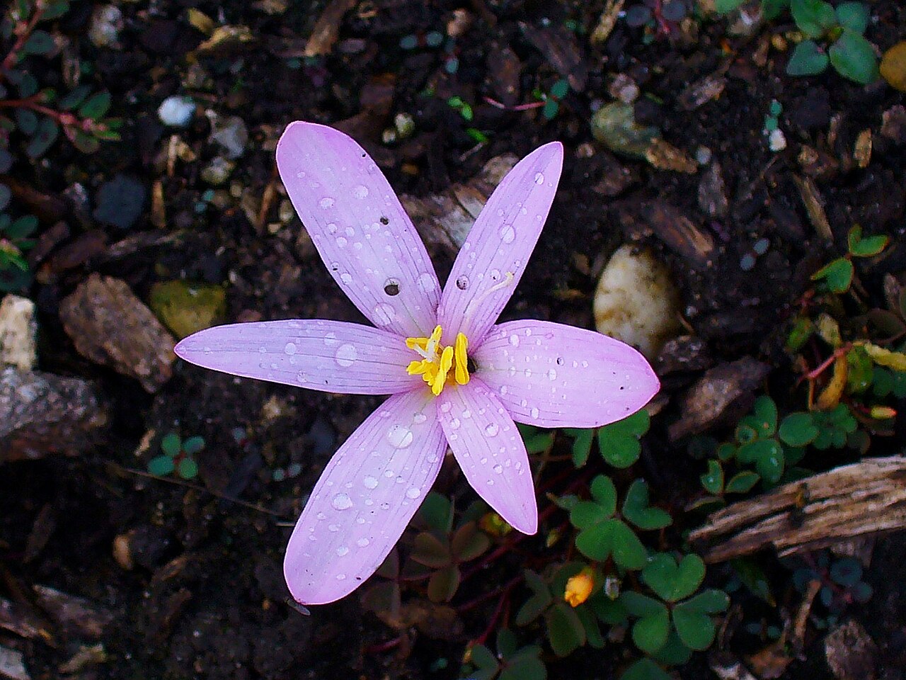 Colchicum alpinum