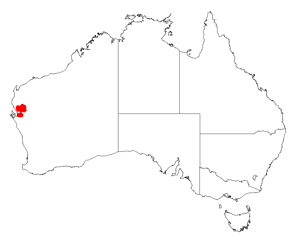 Acacia anastema