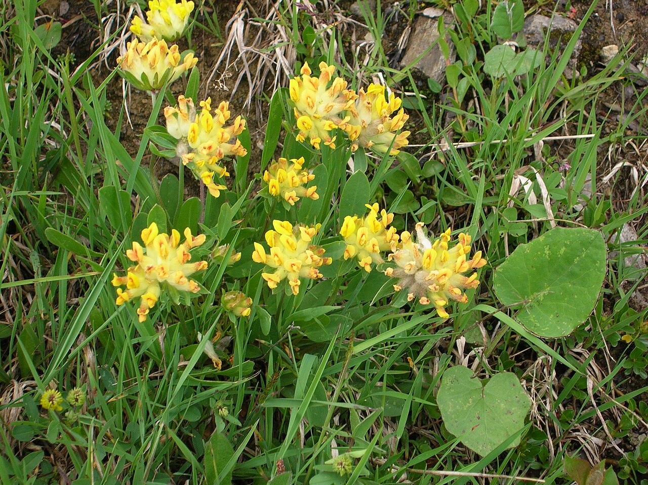 Anthyllis alpestris
