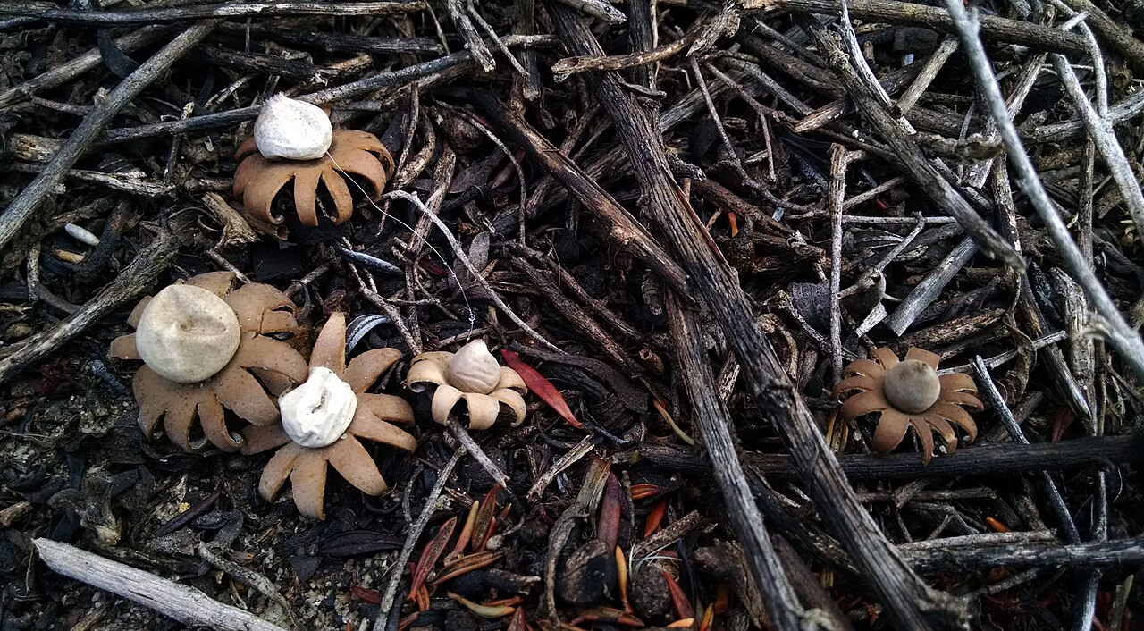 Geastrum arenarium