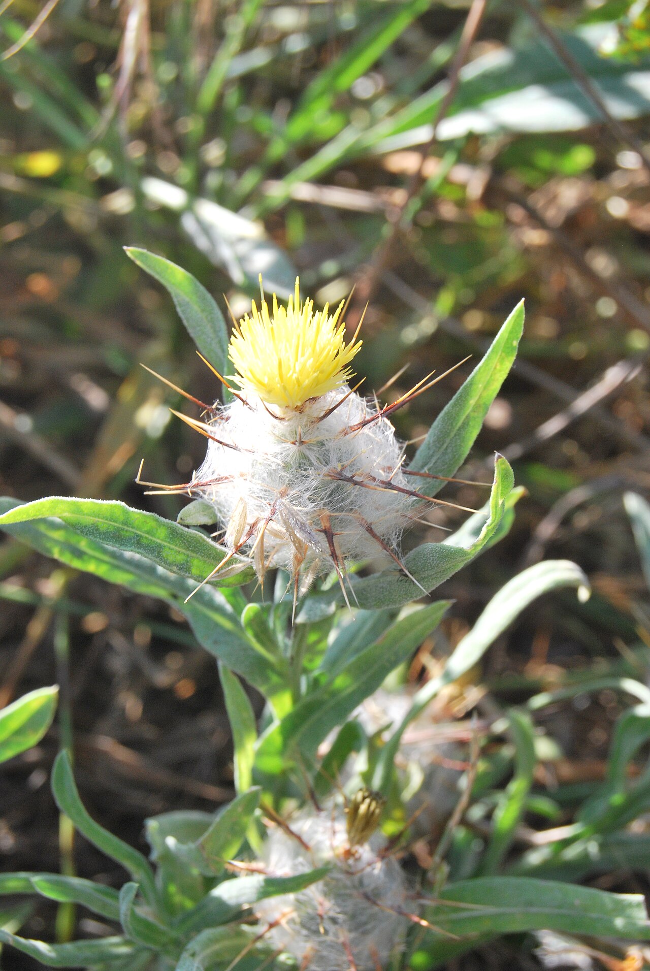 Centaurea eriophora