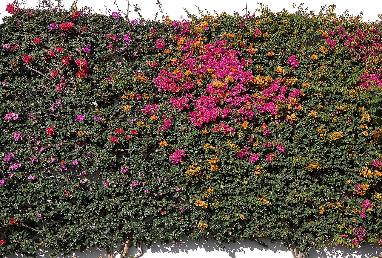 Bougainvillea glabra