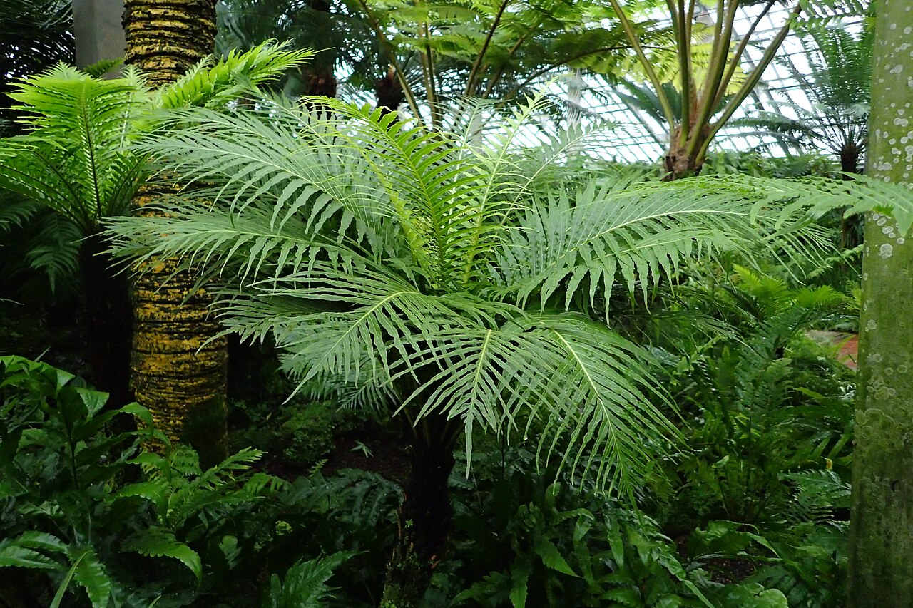 Blechnum gibbum