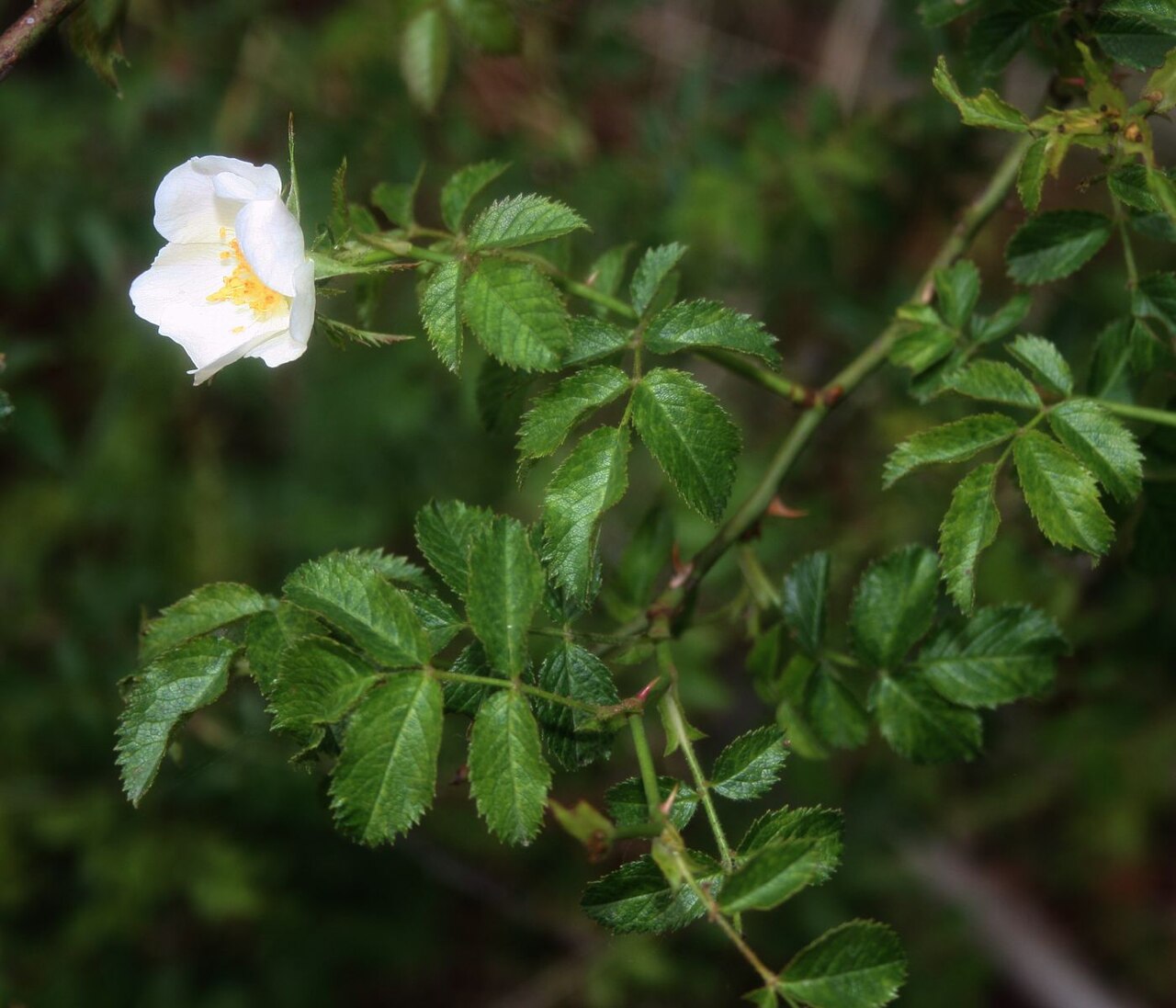 Rosa micrantha