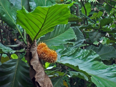 Artocarpus elasticus