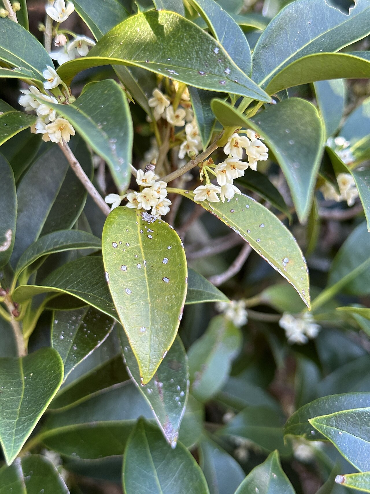Osmanthus insularis
