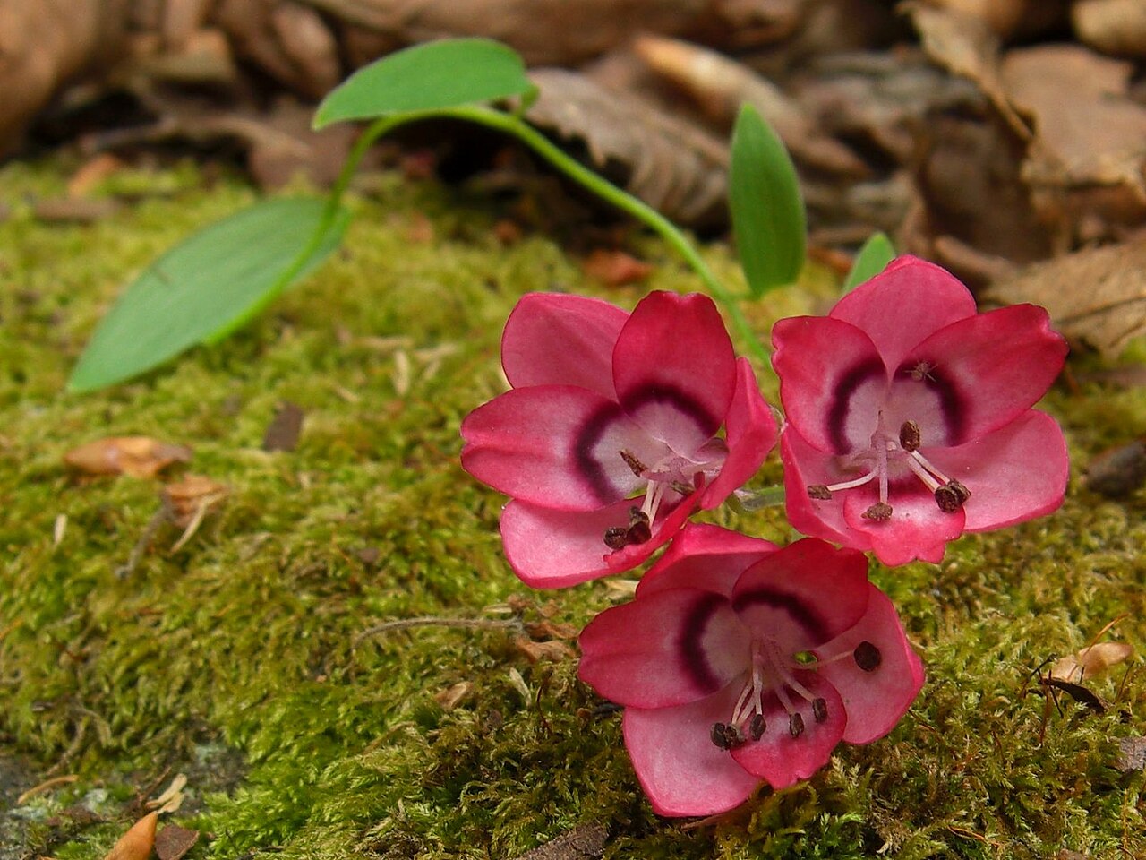 Bomarea salsilla