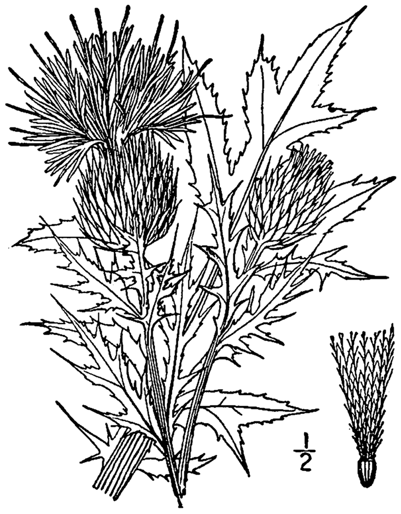 Cirsium discolor