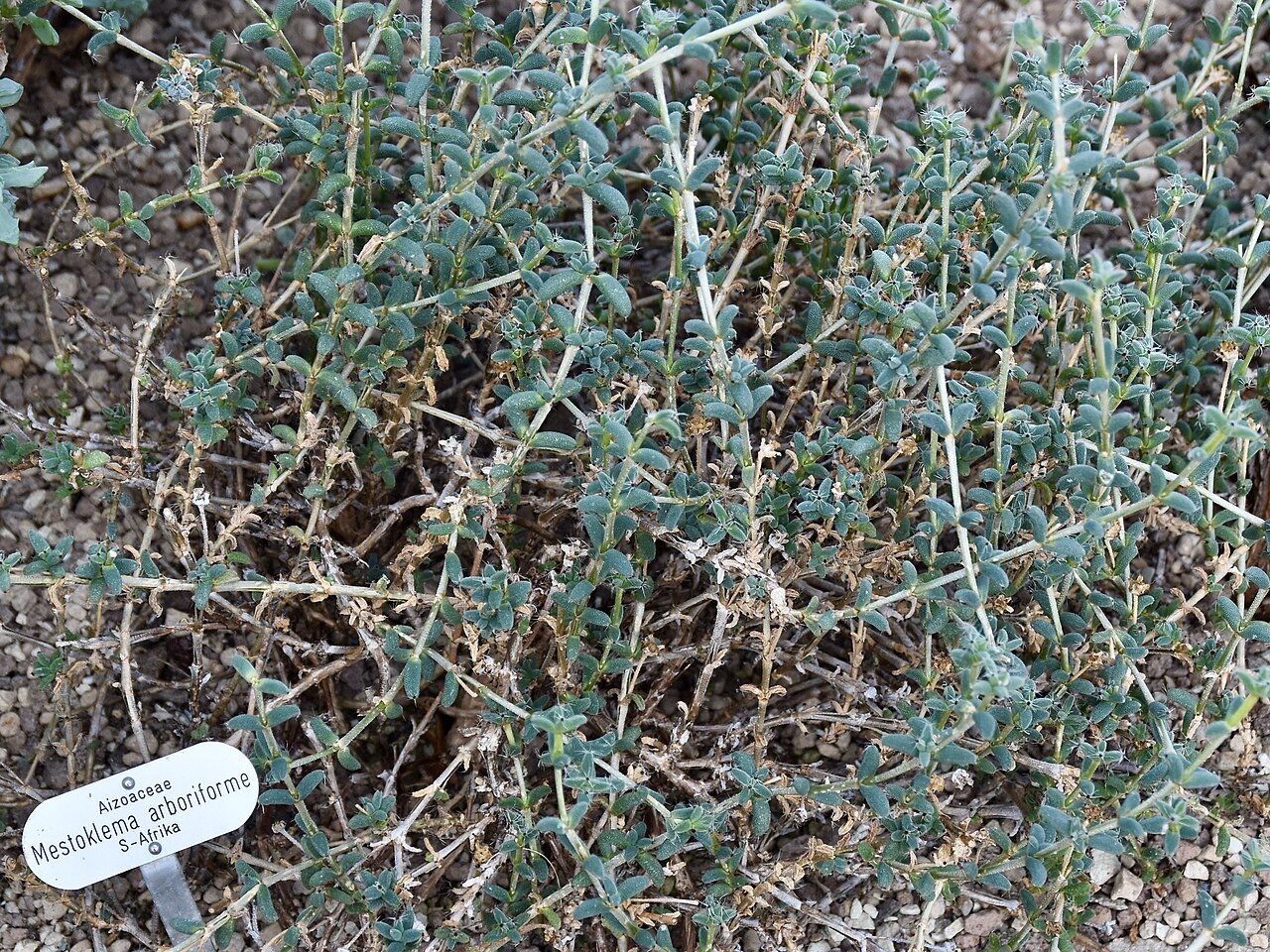 Mestoklema arboriforme