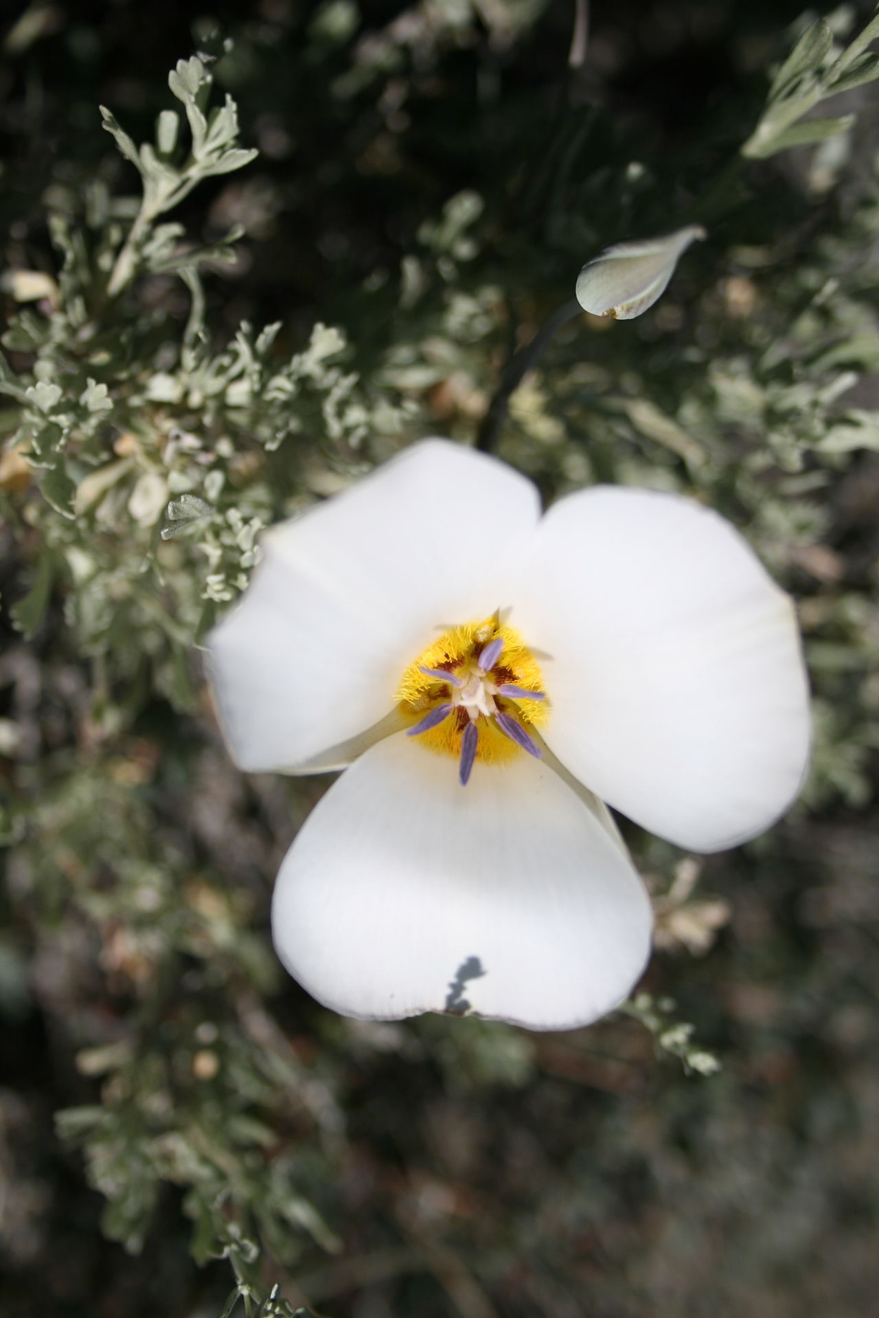 Calochortus panamintensis