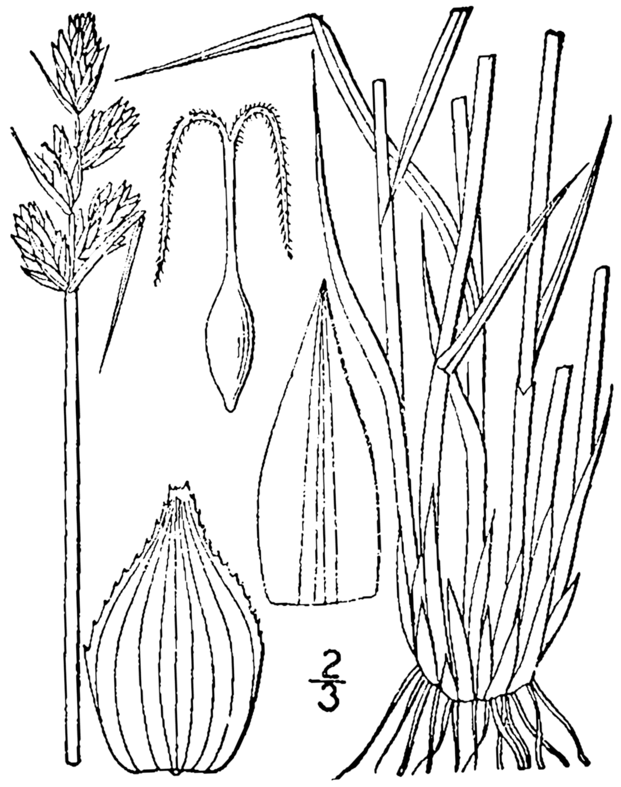 Carex adusta