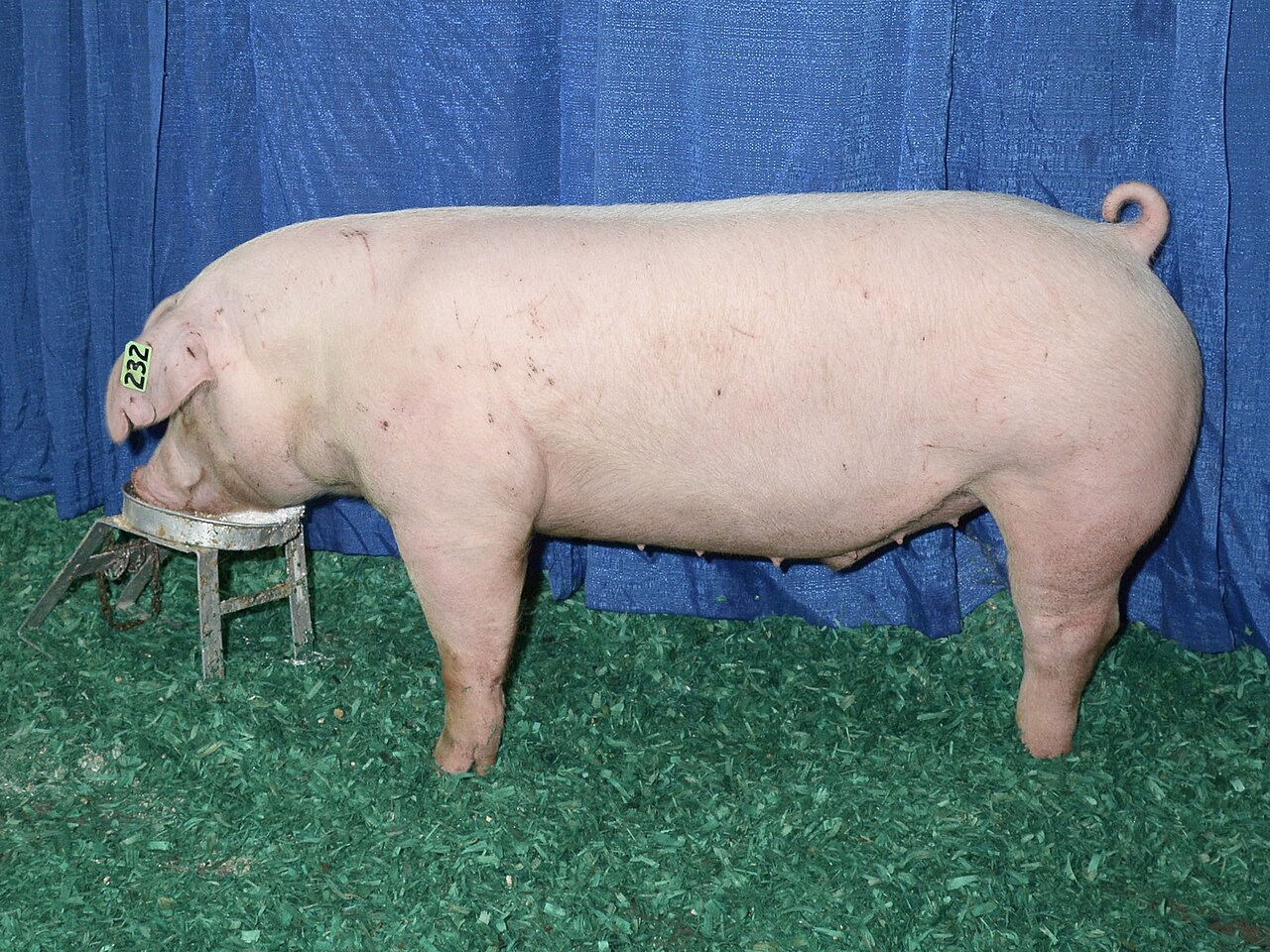 American Landrace