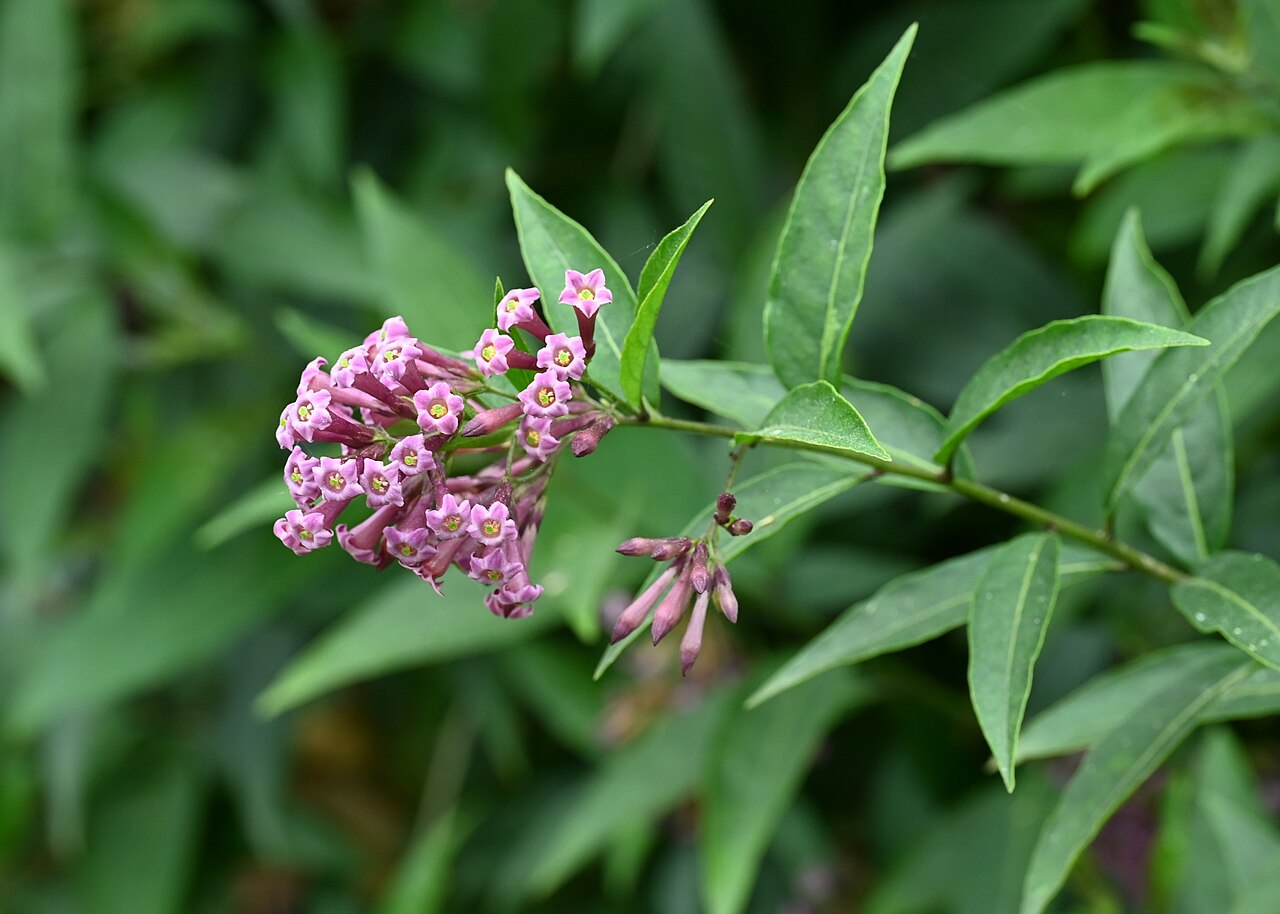 Cestrum elegans