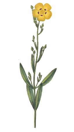 Cistus obtusifolius