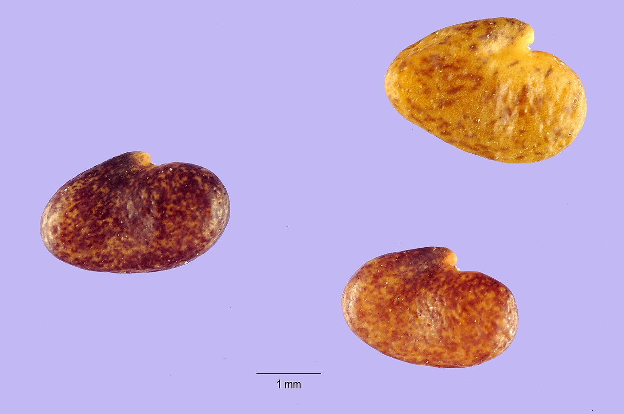 Astragalus andersonii