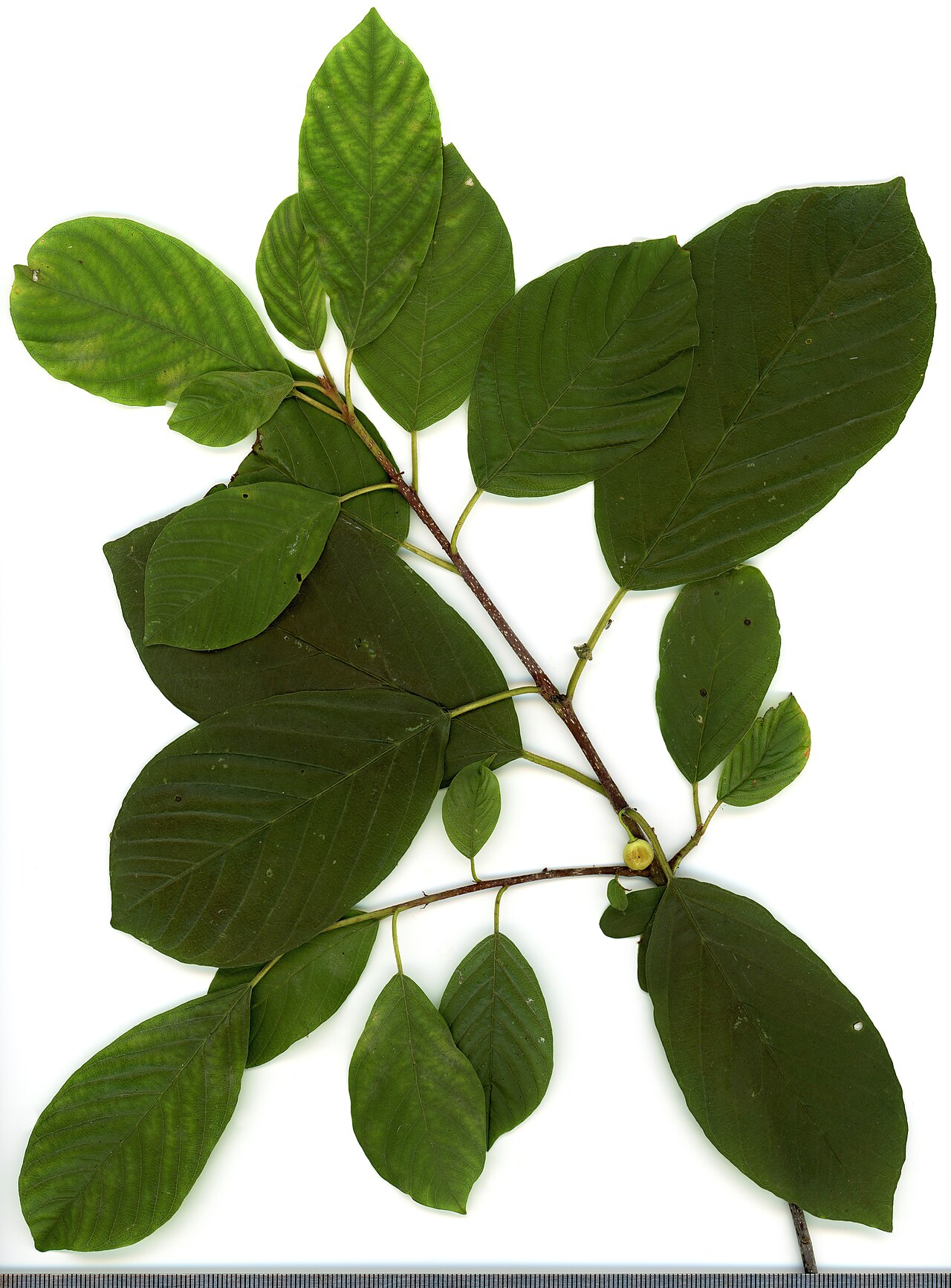 Frangula alnus