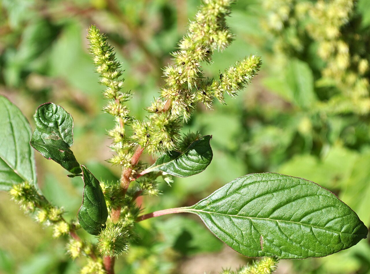 Amaranthus powellii