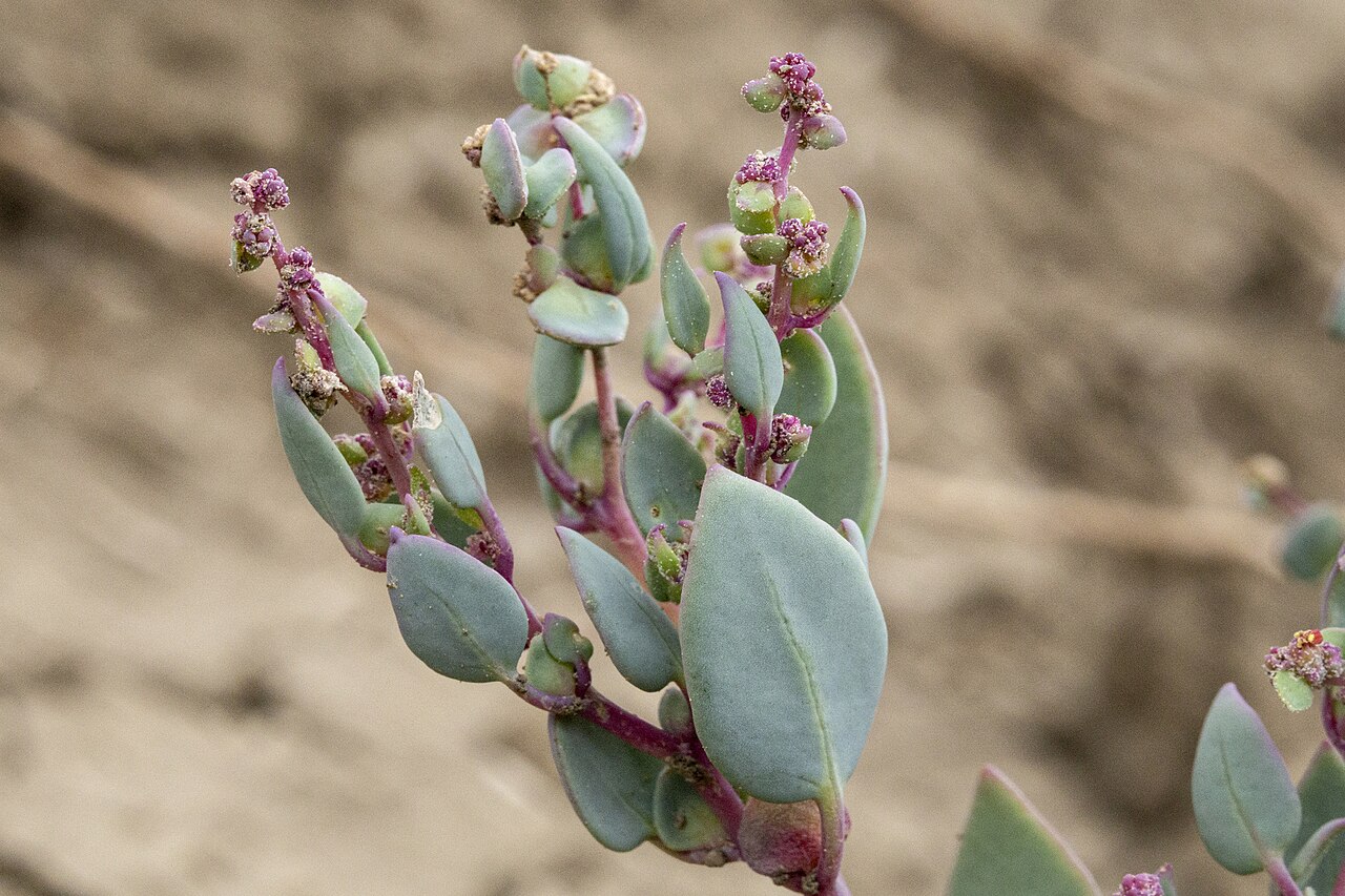 Proatriplex pleiantha
