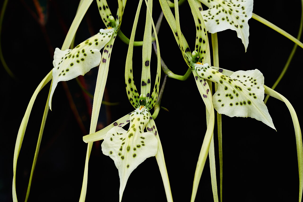 Brassia gireoudiana