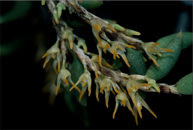Tangled rope orchid
