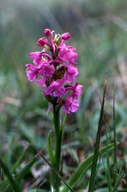 Gymnadenia borealis