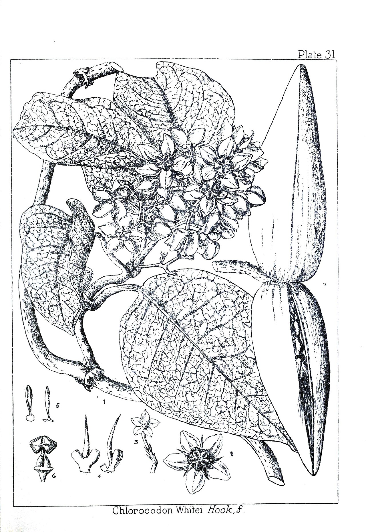 Mondia whitei