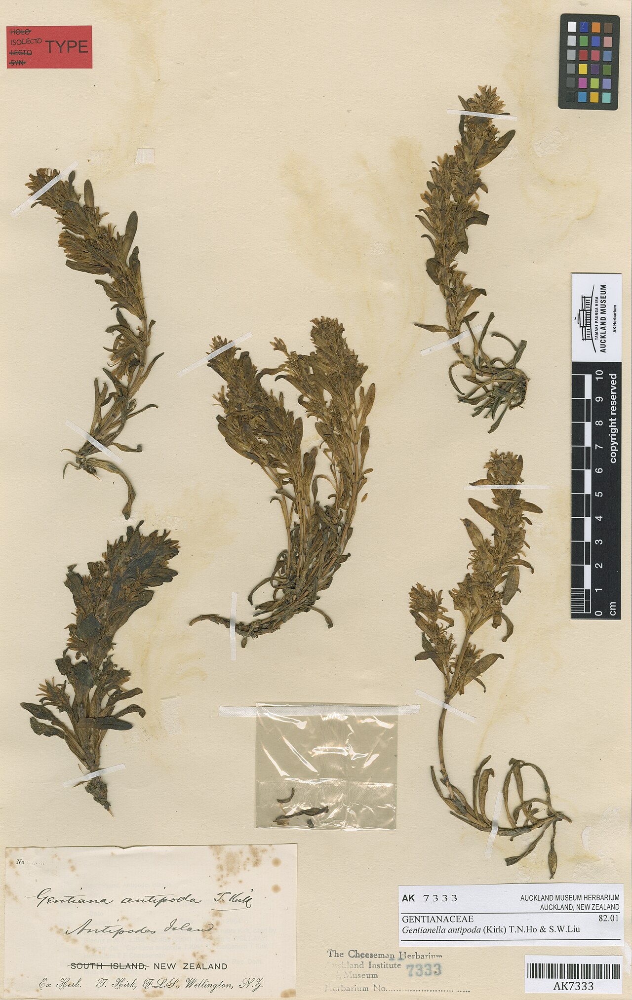 Gentianella antipoda