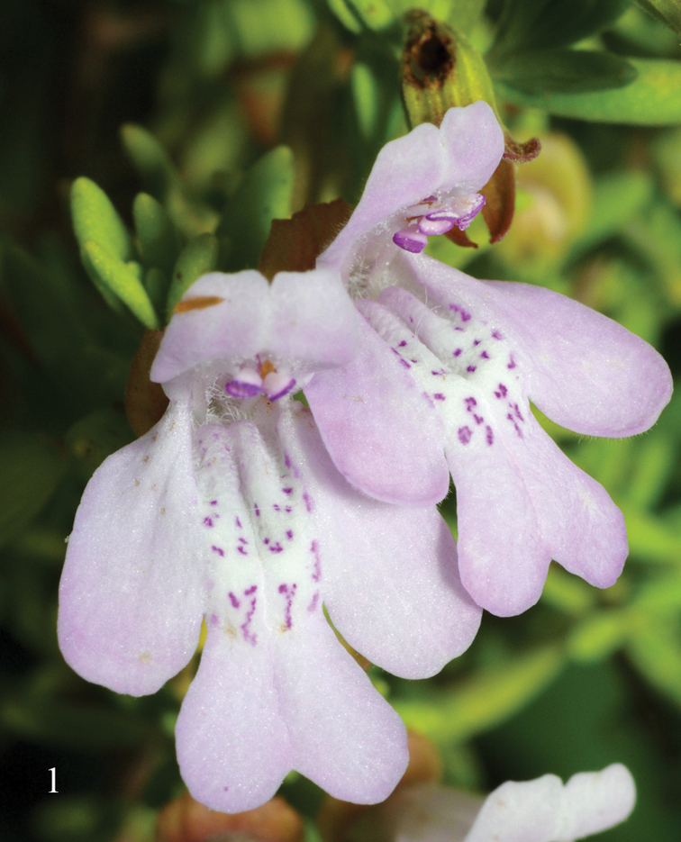 Clinopodium ashei