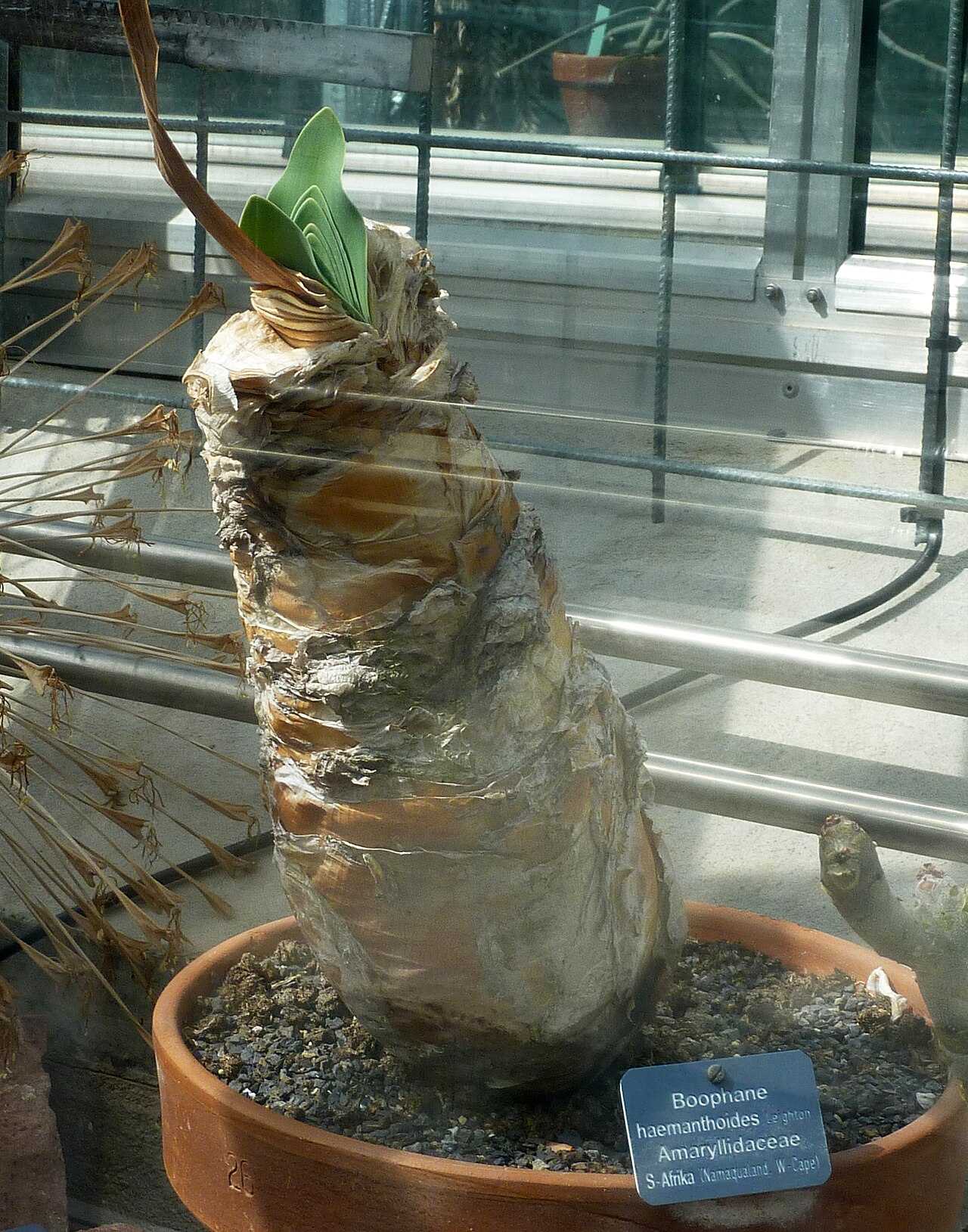 Boophone haemanthoides