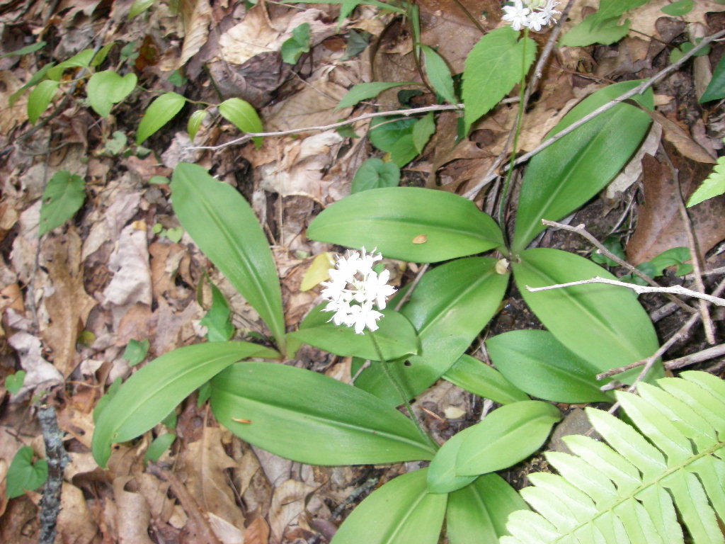 White clintonia or speckled wood-lily