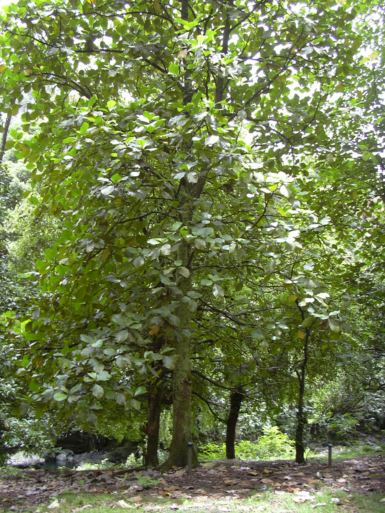 Artocarpus odoratissimus