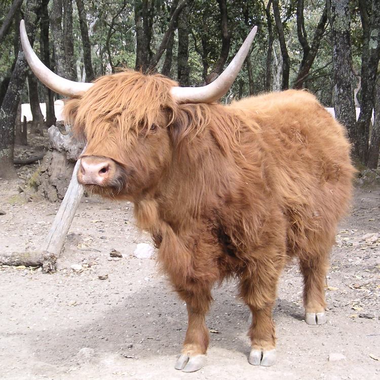 Highland cattle