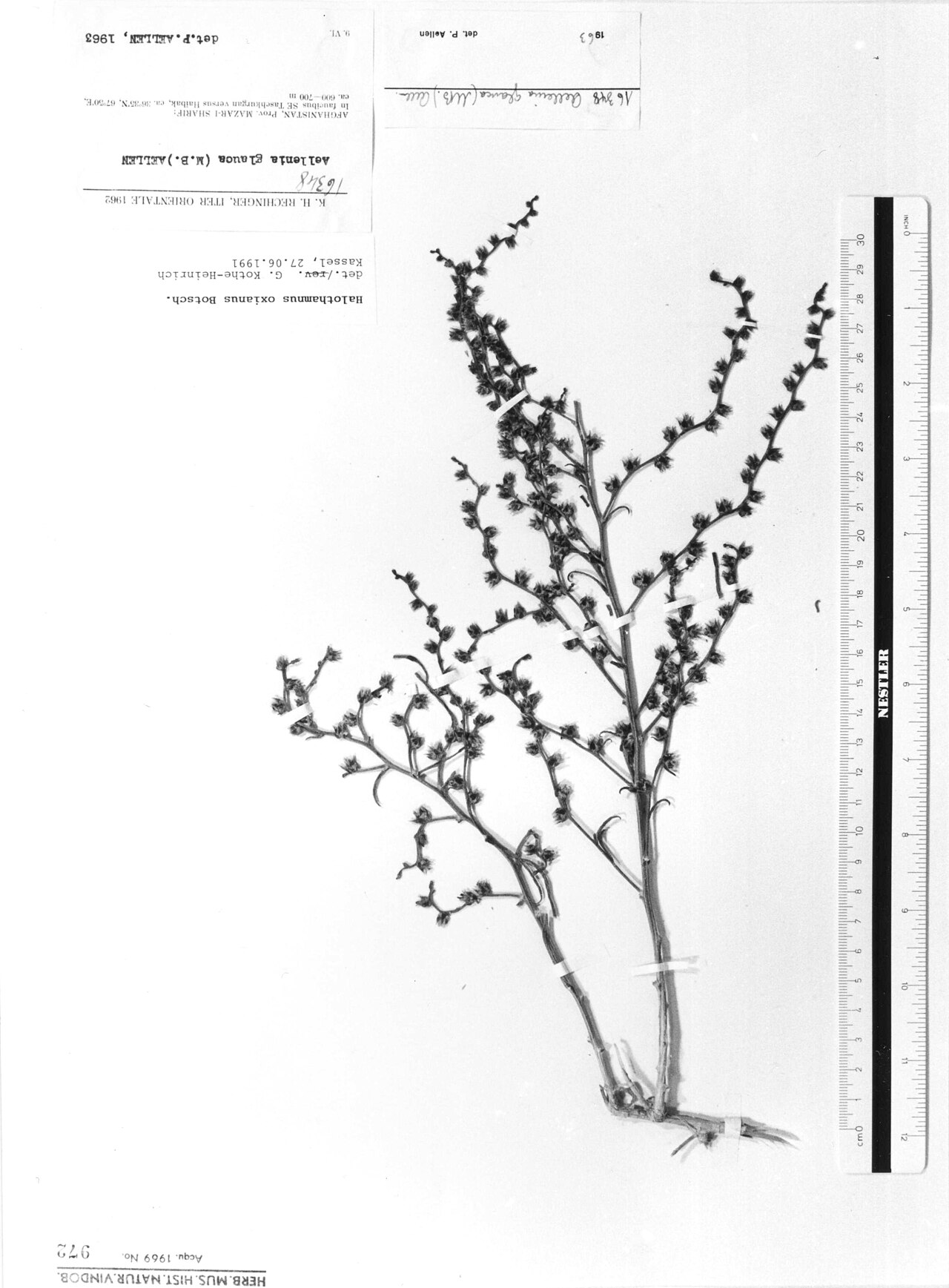 Halothamnus oxianus